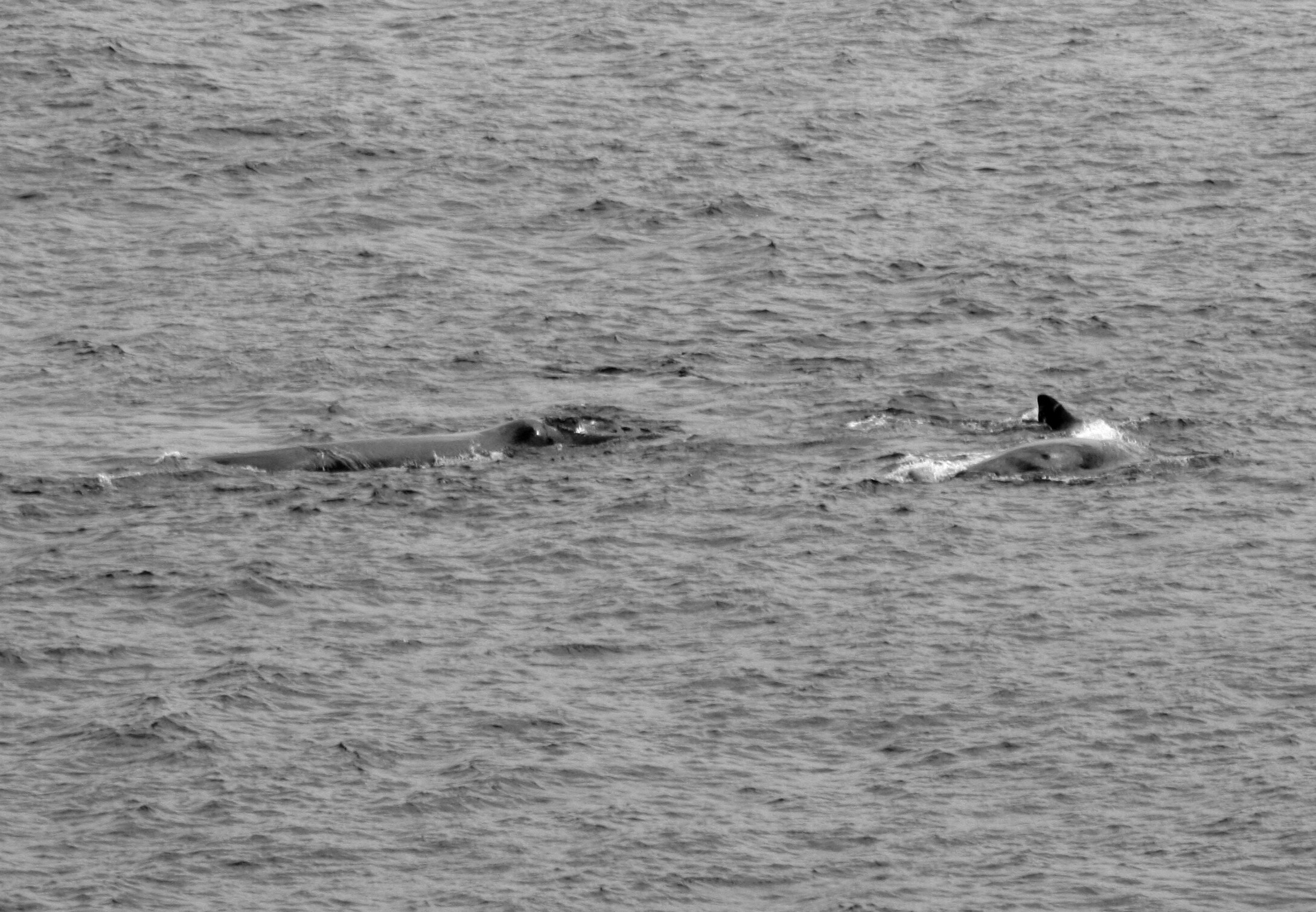 Untitled-Grayscale-01.JPG